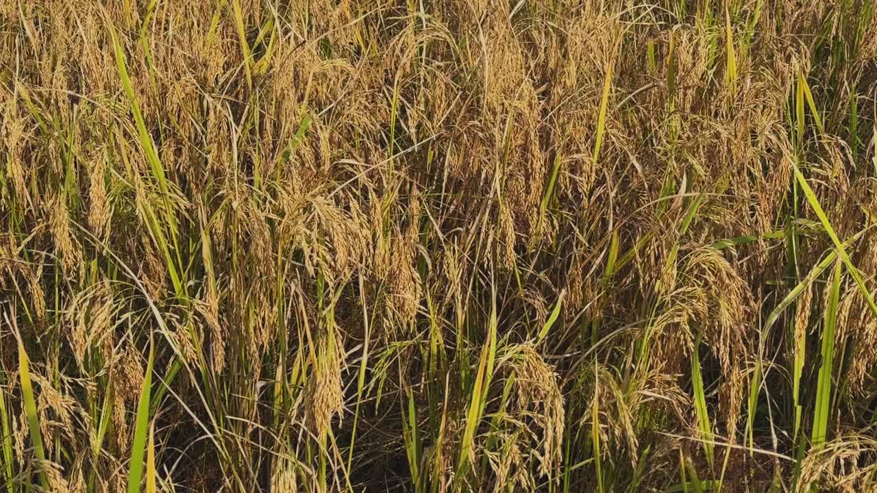 Nærbillede af modne gyldne risaks, der bøjer sig under deres vægt i varmt sollys, og som viser tætte klynger af korn og en levende tekstur fra høstsæsonen