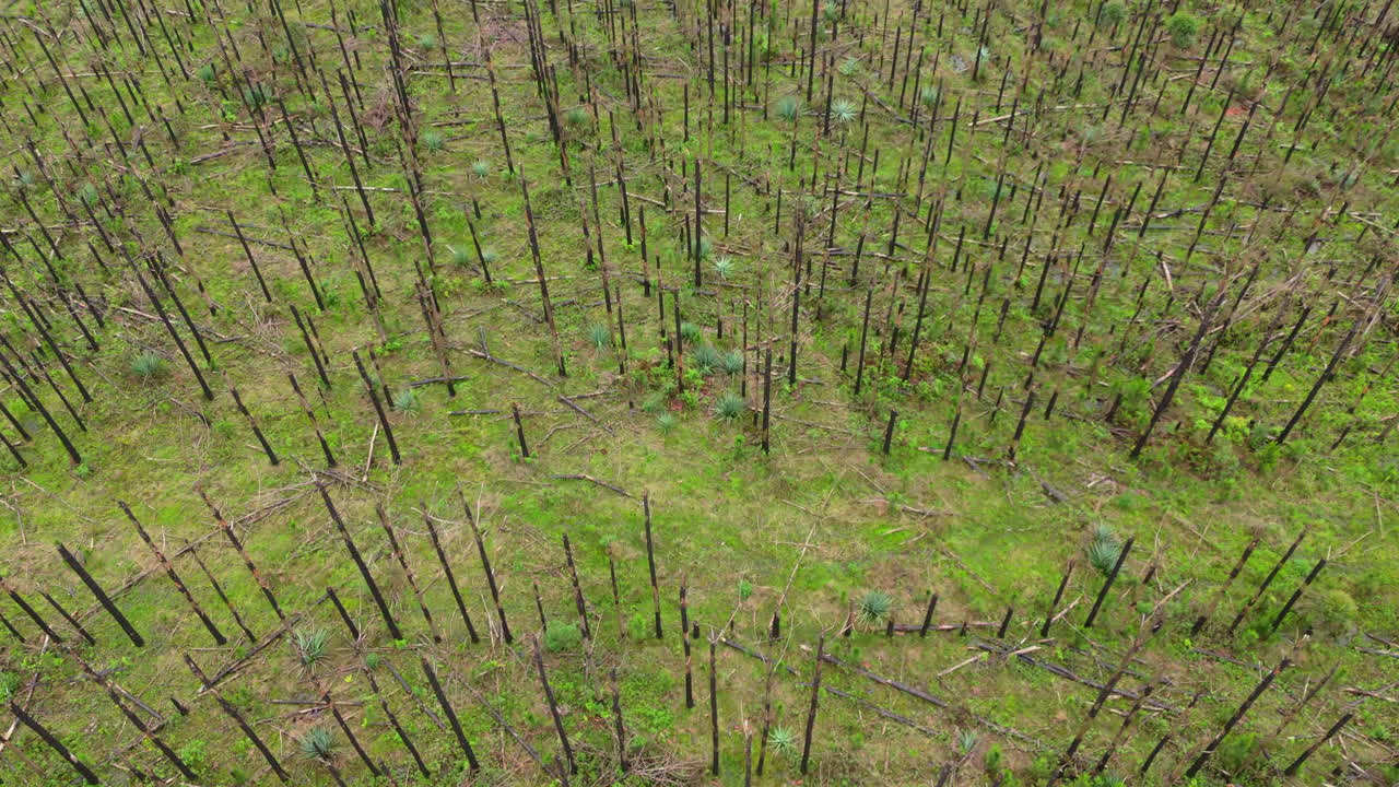 Aerial top view of dead trees damaged by forest fire. Climate change. Argentina. 4k.