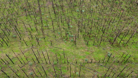aerial top view of dead trees damaged by forest fire. climate change. argentina. 4k.