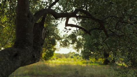 old olive tree slide to right