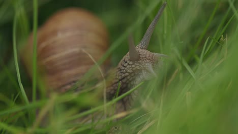Beautiful nature as edible helix pomatia snail crawls in green grass