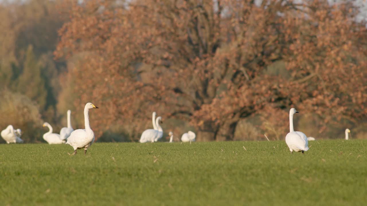 una bandada de cisnes cantores descansando en la pradera en el tiempo de migración iluminación de la hora dorada