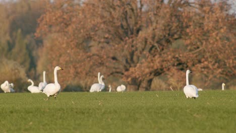 Una-Bandada-De-Cisnes-Cantores-Descansando-En-La-Pradera-En-El-Tiempo-De-Migración-Iluminación-De-La-Hora-Dorada