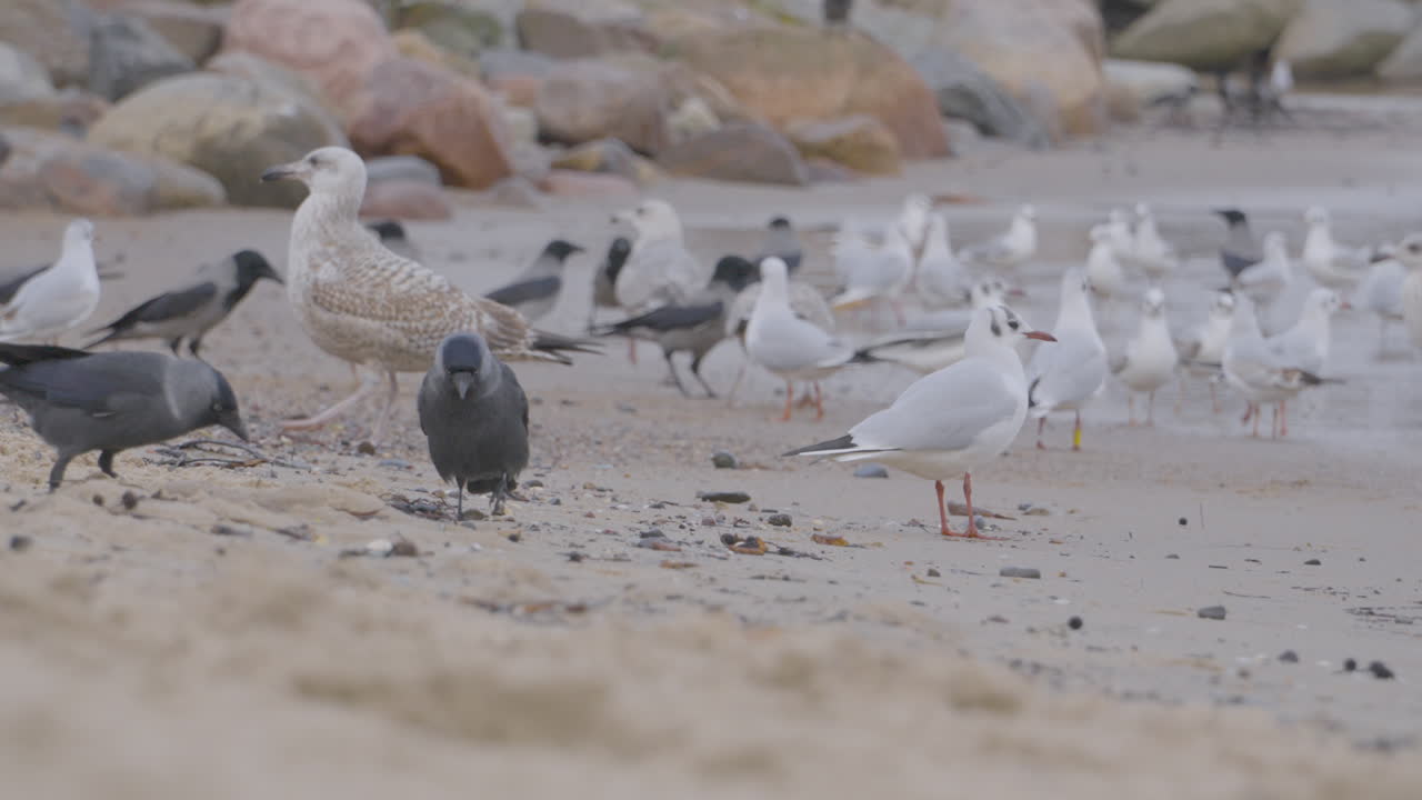Seagulls and ravens stroll the seashore in search of food