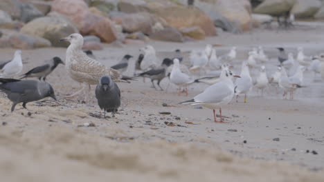gaviotas y cuervos pasean por la orilla en busca de comida