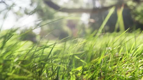 Flacon-eagle-taking-off-from-the-green-grass