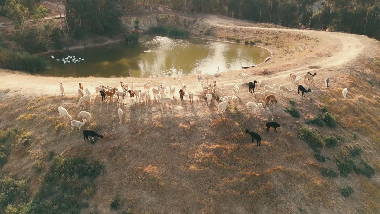Drone showing alpacas from left to right on the dam