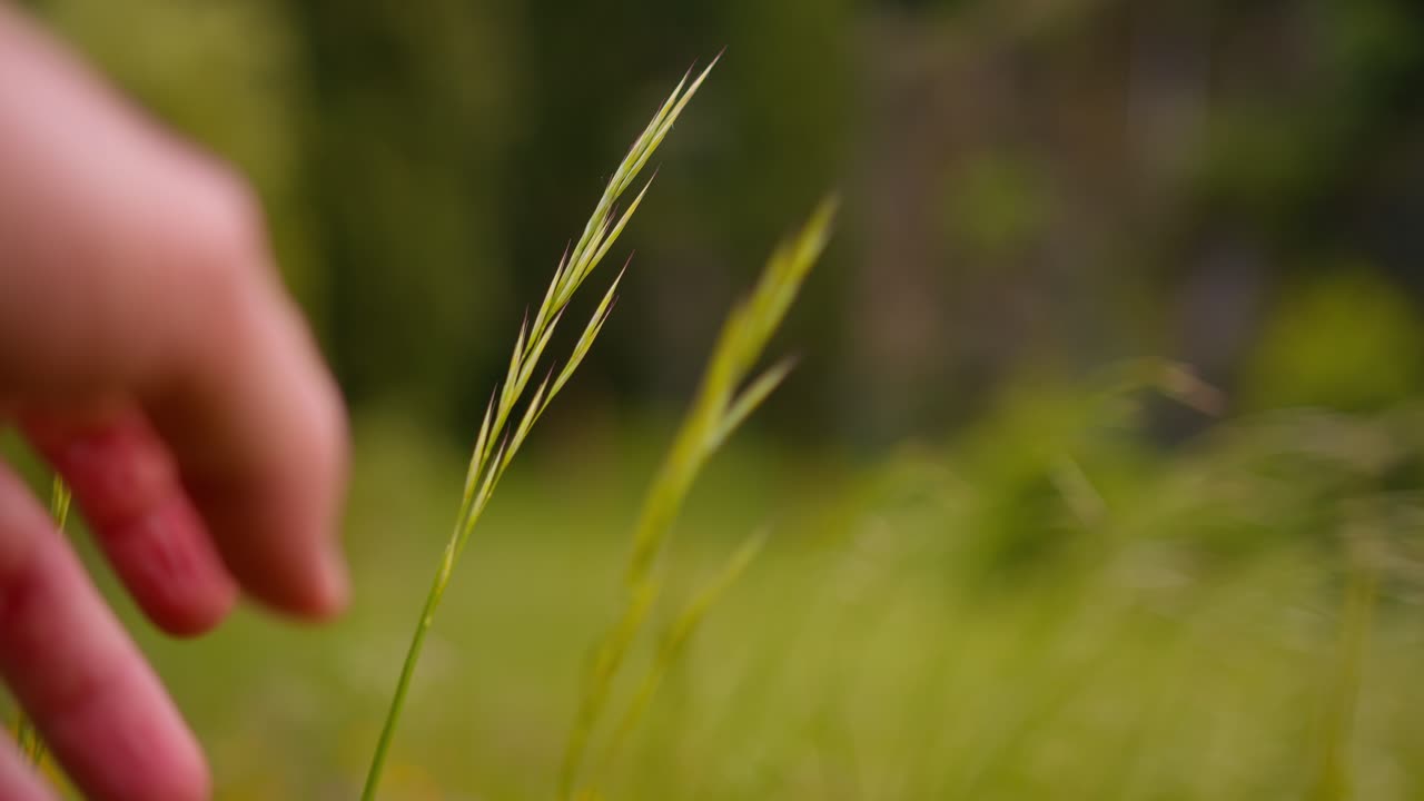 POV macro shot of hand touching Vulpia myuros and similar grasses in garden at Lake Como, Italy (Lago di Como, Italia)