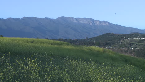 Wiese-Und-Der-Topa-Topa-Berg-In-Ojai-Kalifornien