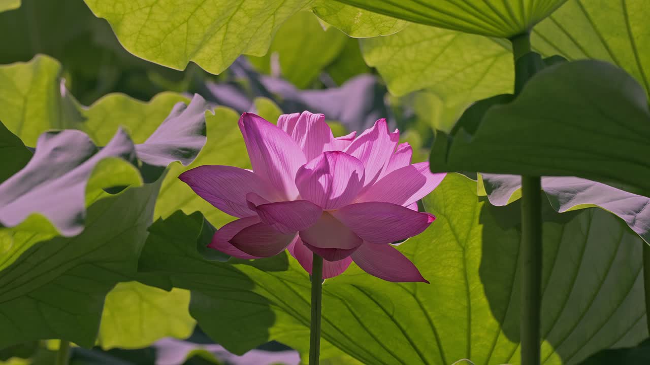 Beautiful pink lotus flowers in Tokyo Ueno