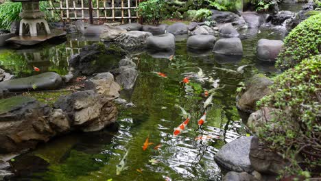 Peaceful scene of colorful koi (white, orange, red patterns) swimming gracefully