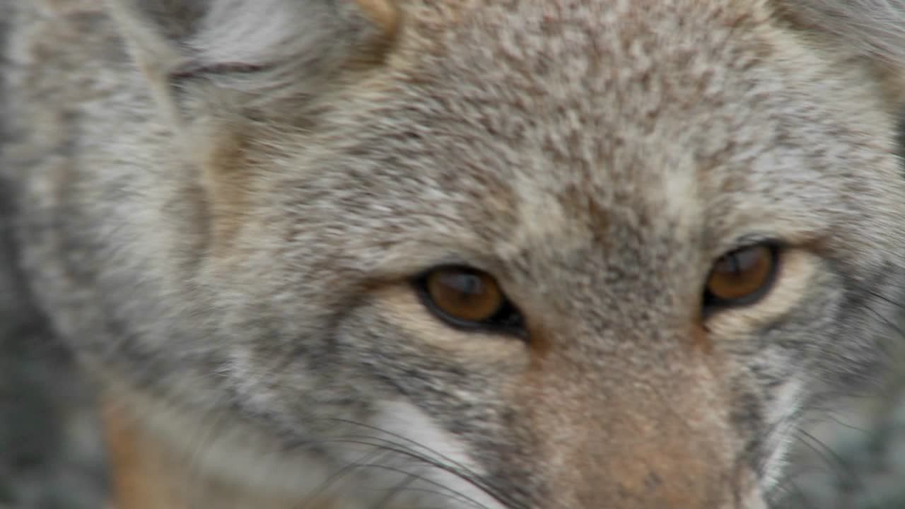 Un pequeño zorro en la región de la Patagonia chilena Patagonia 2