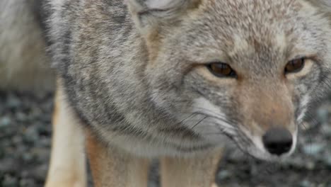 a small fox in the patagonia region of chile patagonia 2