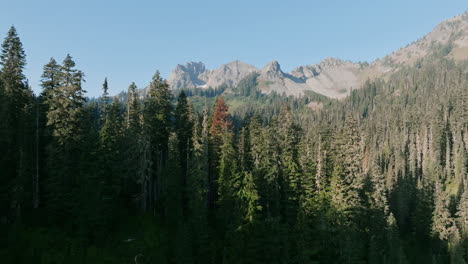 Luftaufnahmen,-Die-Morgens-In-Den-Cascade-Mountains-In-Washington-An-Kiefern-Vorbeifliegen