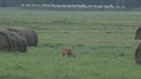 Roe-deer-in-dawn-dusk-evening-autumn-light-between-hay-rolls-eating-playing