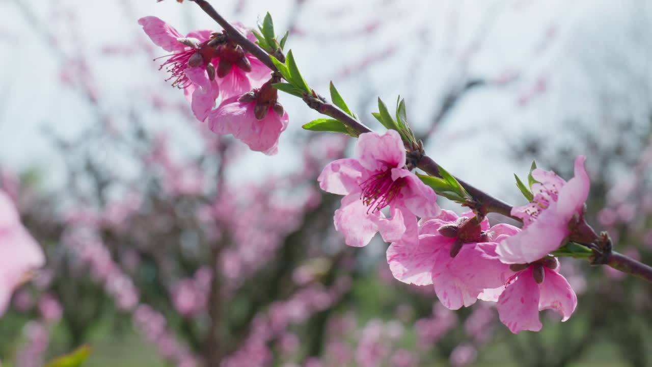 Delicate Pink Peach Blossoms Fluttering in Warm Spring Breeze