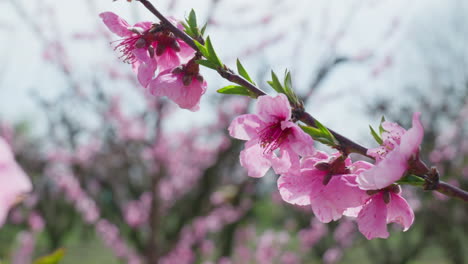 delicate pink peach blossoms fluttering in warm spring breeze