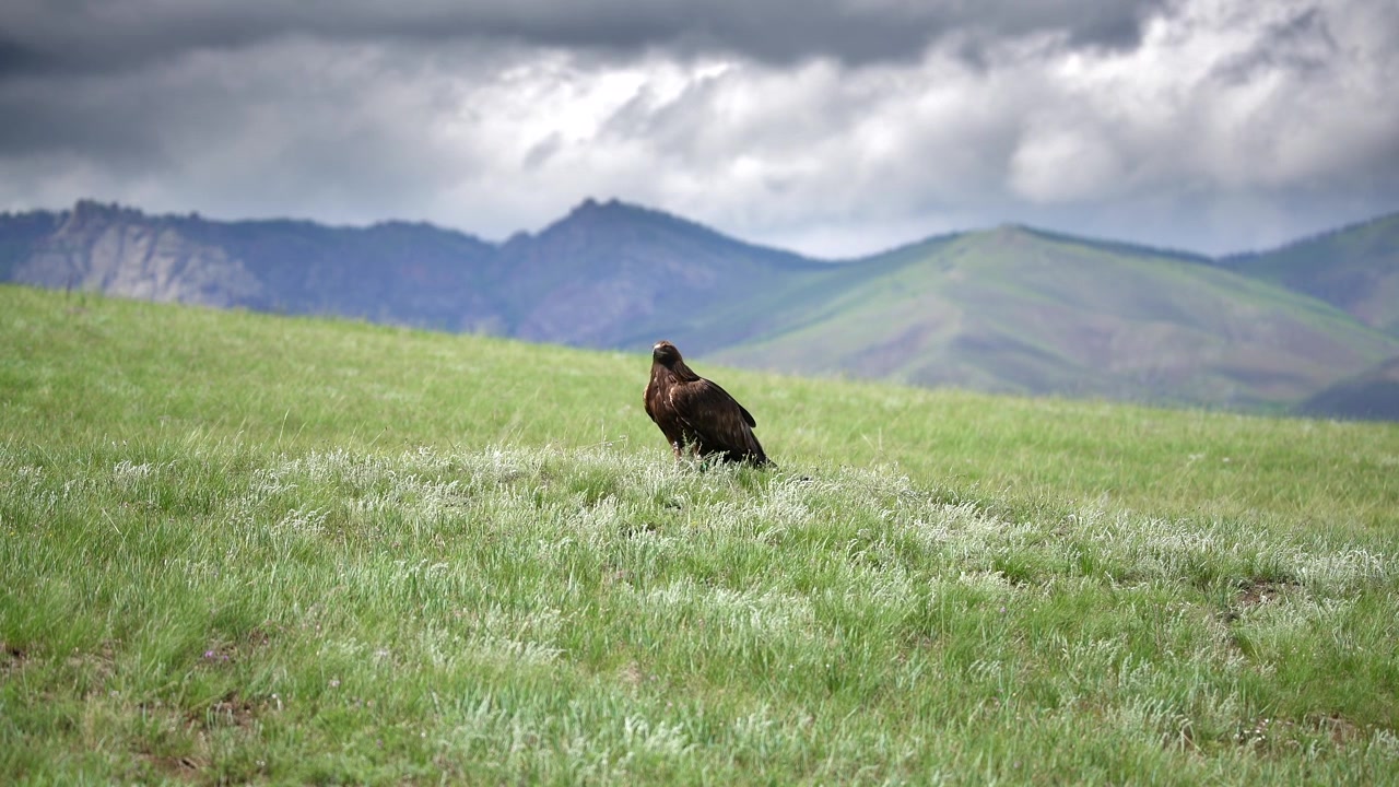 Aquila reale appollaiata su un pendio erboso in un paesaggio montano