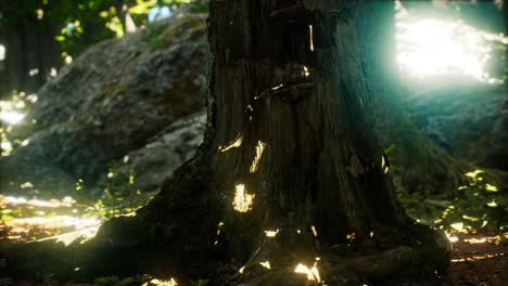 Sonnenlichtstrahlen-Strömen-Durch-Blätter-In-Einem-Regenwald