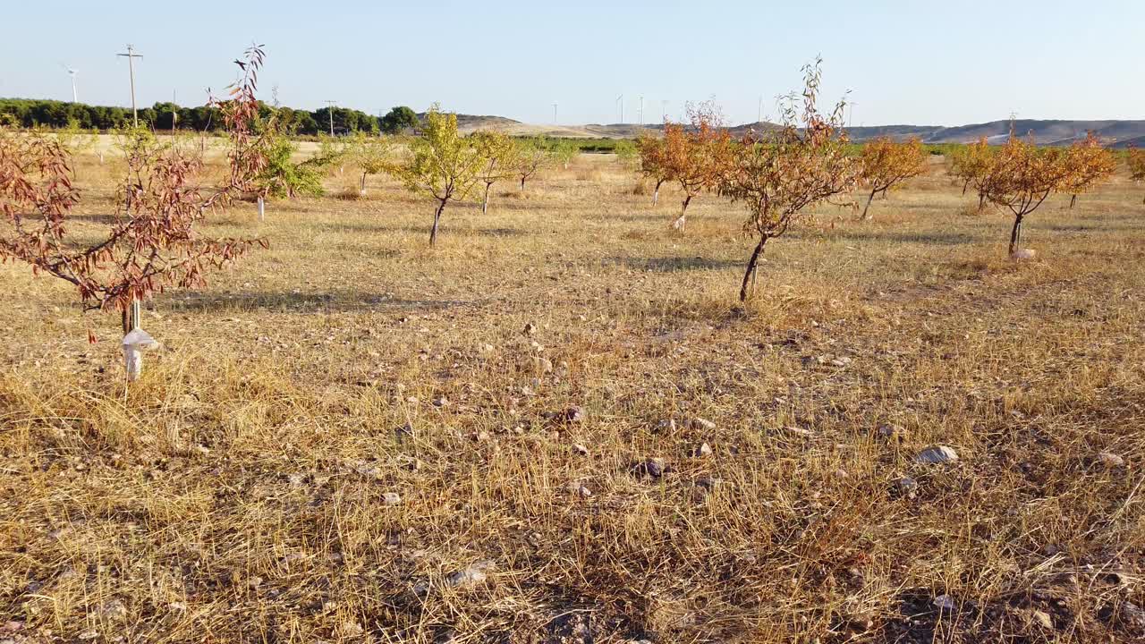 Field with trees and wind turbines
