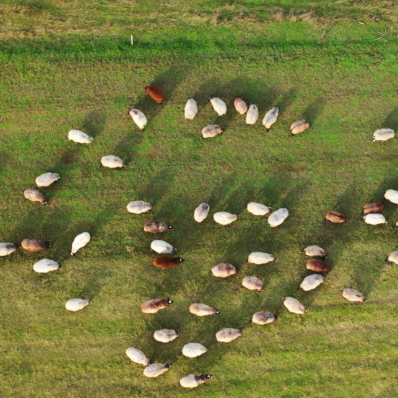 Aerial footage of a herd of sheeps grazing in a green field. Green meadow with sheeps