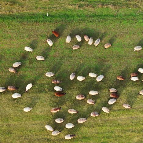 aerial footage of a herd of sheeps grazing in a green field. green meadow with sheeps