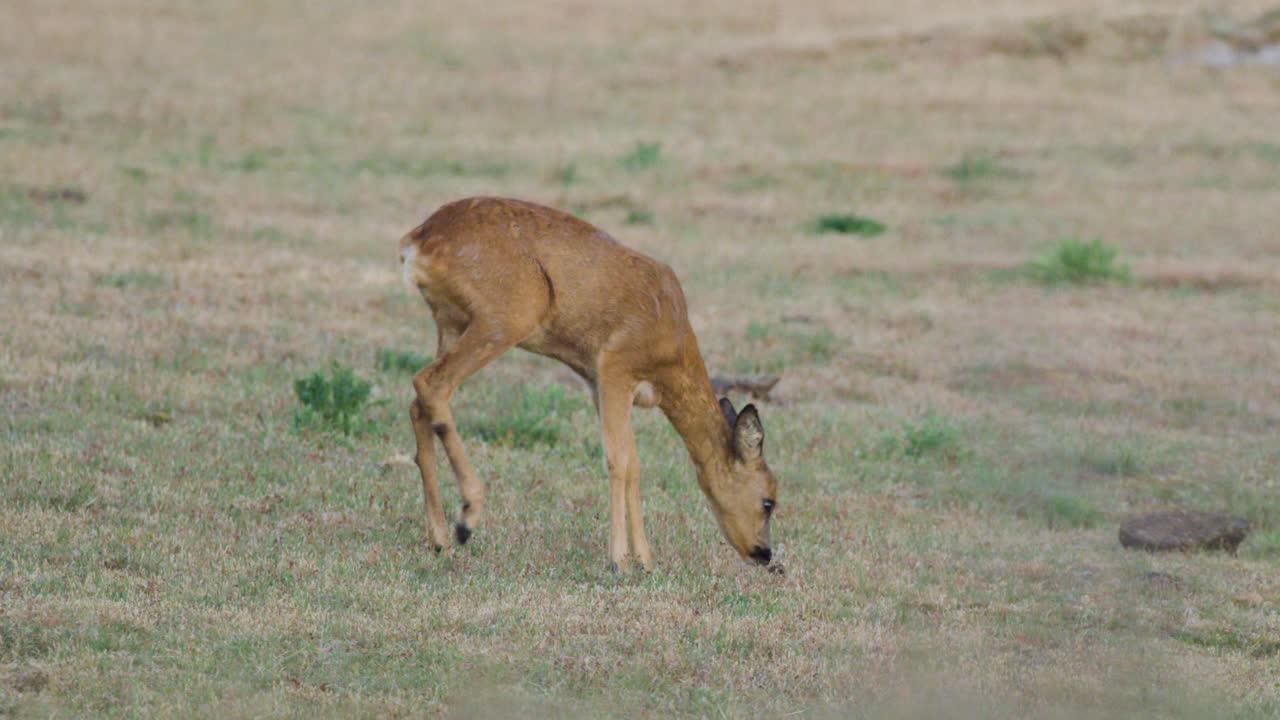 초원 에 있는 새끼 사