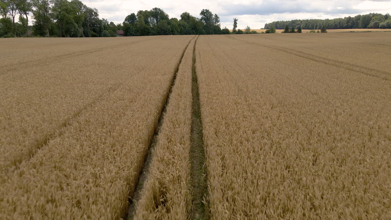 pistas de tractor que conducen a través del campo de grano en el campo de polonia, antena baja