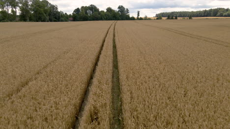 tractor tracks leading through grain field in countryside of poland, low aerial