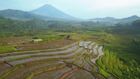 Luftvorwärtsflug-über-überschwemmte-Reisfelder-In-Der-Landschaft-Indonesiens-Bei-Sonnenuntergang