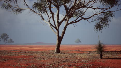 african landscape with a beautiful acacia trees