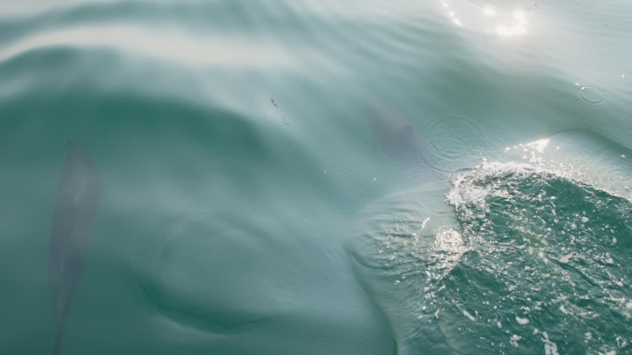 Dolphin swimming in clear blue water, spotted in Piura, Peru