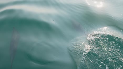 dolphin swimming in clear blue water, spotted in piura, peru