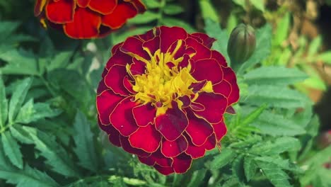 Closeup-shot-of-a-red-Marigold-Flower