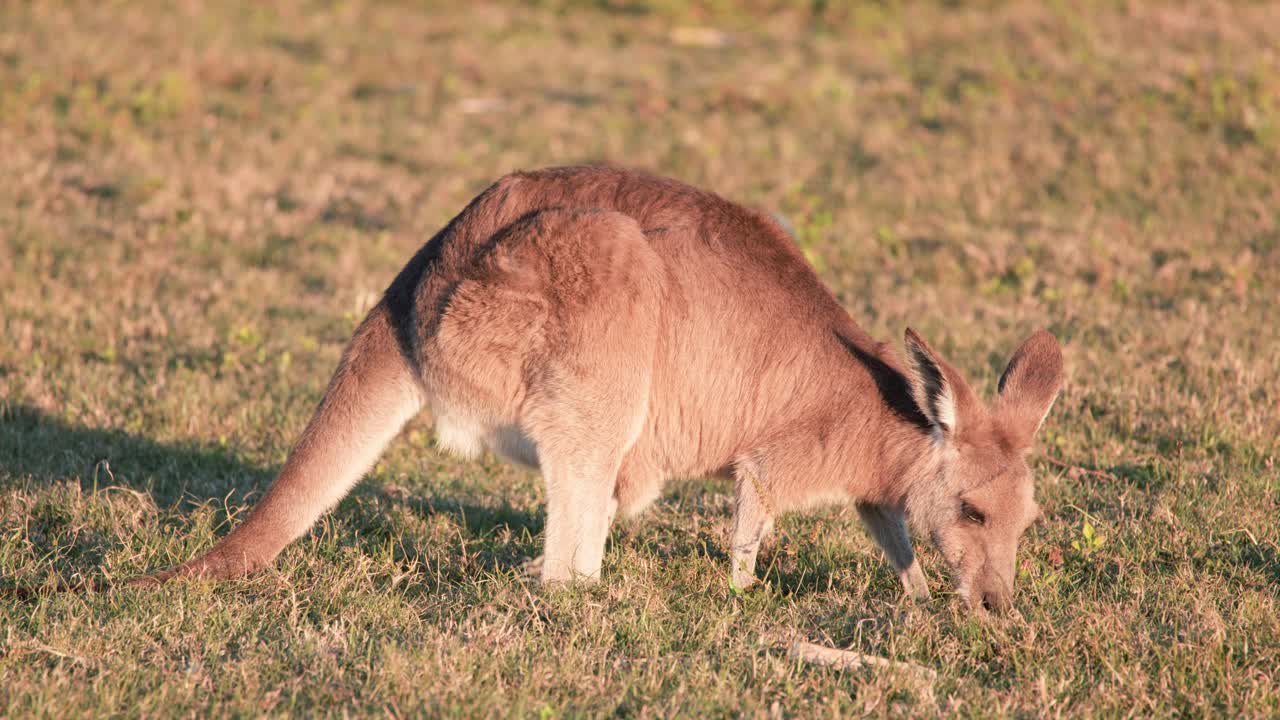 A kangaroo joey grazes calmly on sunlit grass in an open field, captured with steady camera and warm natural lighting during golden hour