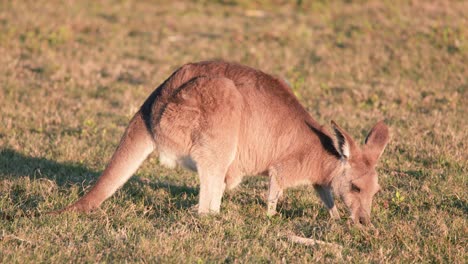 a kangaroo joey grazes calmly on sunlit grass in an open field, captured with steady camera and warm natural lighting during golden hour