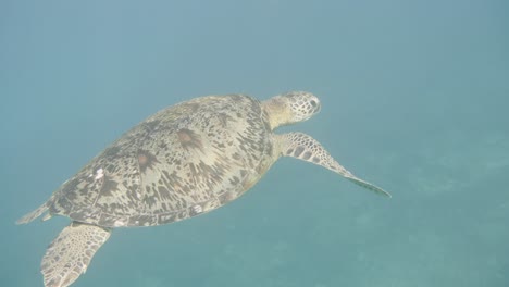 tortuga marina indonesia nadando en aguas profundas del océano durante el día soleado, de cerca