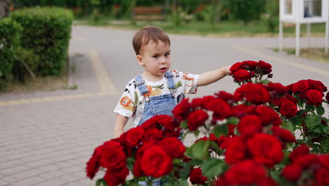 beautiful dark-haired baby boy walking near the flower-bed. little child touching the red roses thoughtfully.