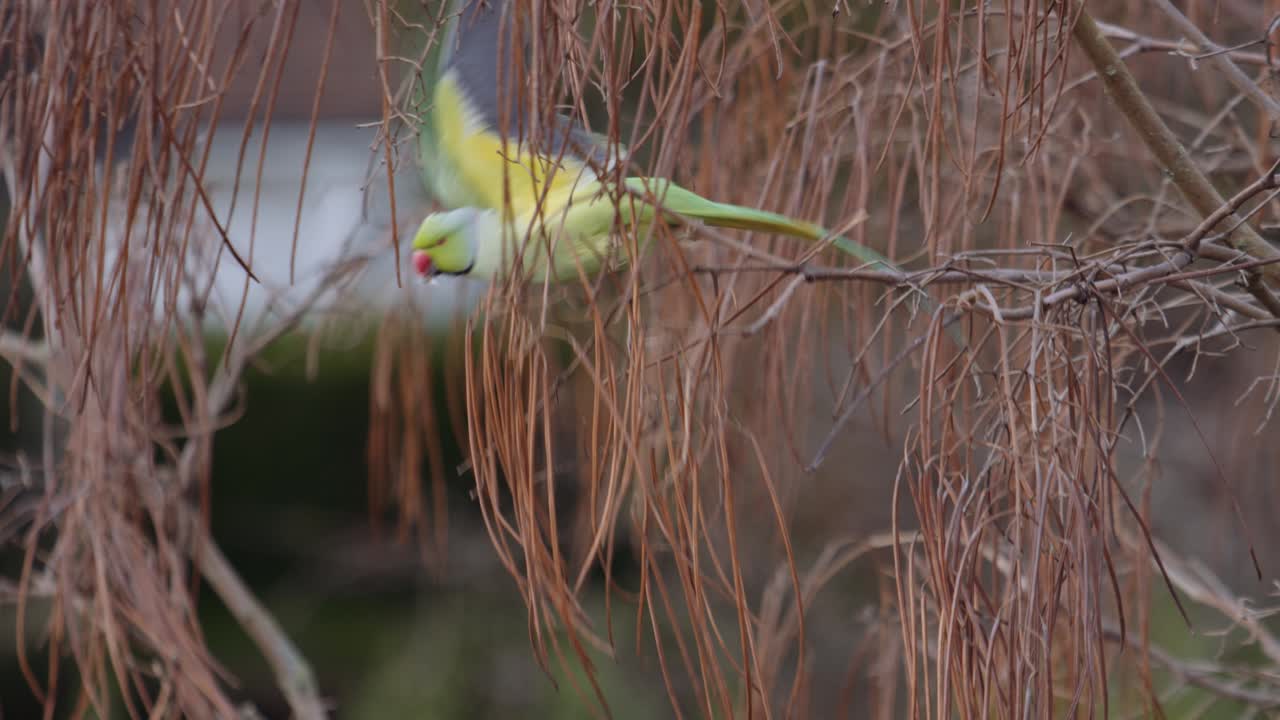 cerca de un loro de cuello anillado posado en una rama de árbol, luego volando lejos