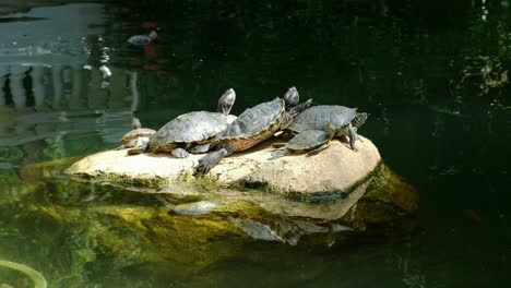 las tortugas se relajan y disfrutan del sol.