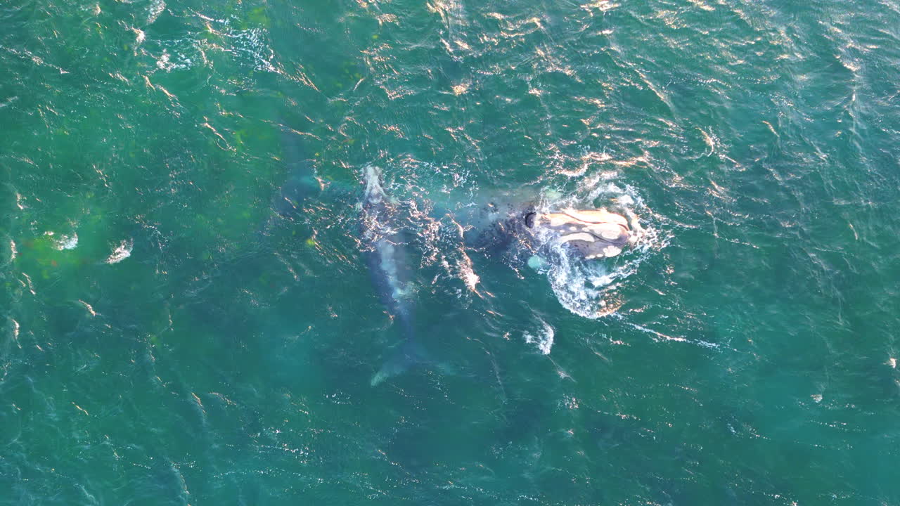 Two Ballena-franca-austral breaching near the ocean surface surrounded by turquoise water, Golfo Nuevo, Puerto Madryn, Argentina.