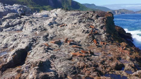 Aerial-View-Of-Sea-Lions-Resting-On-Coastal-Rocks-In-Chiloe,-Chile