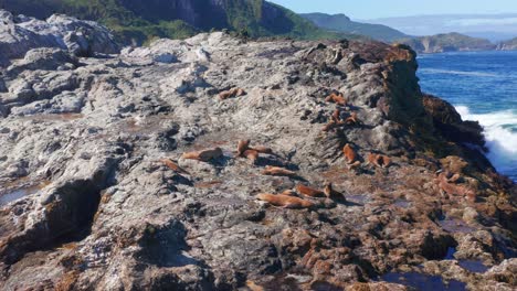 vista aérea de lobos marinos descansando sobre rocas costeras en chiloe, chile