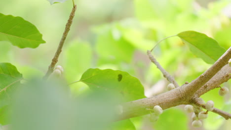 Common-Iora-perched-on-sea-fig-branch-with-fruits-puffed-up-ruffling-feathers-and-fly-away-in-sunny-weather---close-up-slow-motion