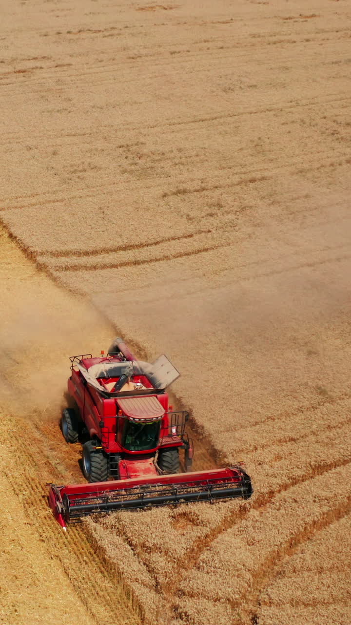 Red harvesting machine mowing the crops of wheat. Combine harvester working on the field in harvest season. Aerial perspective. Vertical video