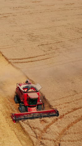 red harvesting machine mowing the crops of wheat. combine harvester working on the field in harvest season. aerial perspective. vertical video