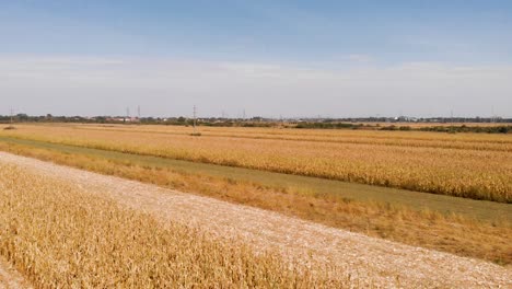 aerial footage with agriculture concept of corn fields in foreground and the background