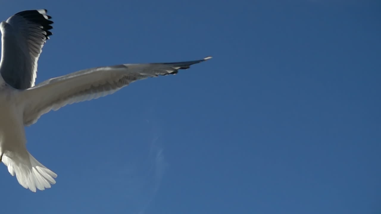 Seagulls in the sky. Slow Motion. Shootings of seagulls