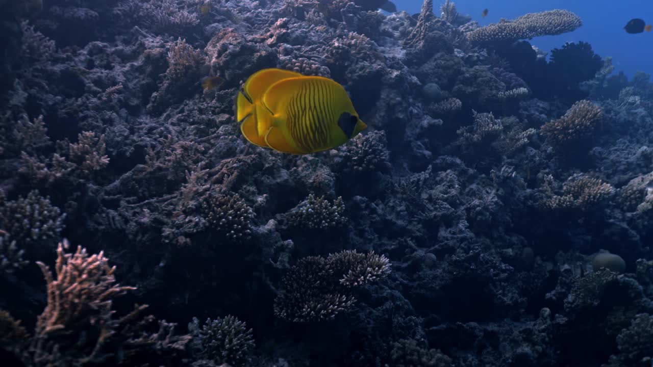 Two vibrant yellow Bluecheek butterflyfish (Chaetodon semilarvatus) hover together over a diverse coral reef in the Suez Gulf, showcasing their unique blue "masks" and vertical red stripping