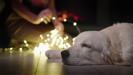 pet owner is unraveling a festive garland, and a dog is breathing near her. in the background there is a fire burning in the fireplace. christmas eve